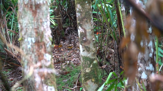 Flame Bowerbird - ML641682078