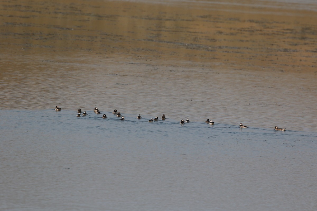 Bufflehead - ML641682092