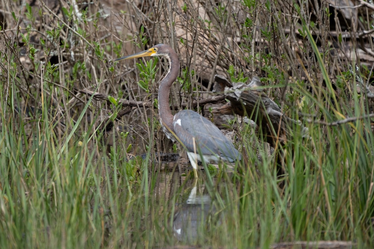Tricolored Heron - ML641682095