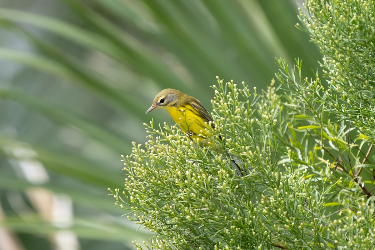 Prairie Warbler - ML641682097
