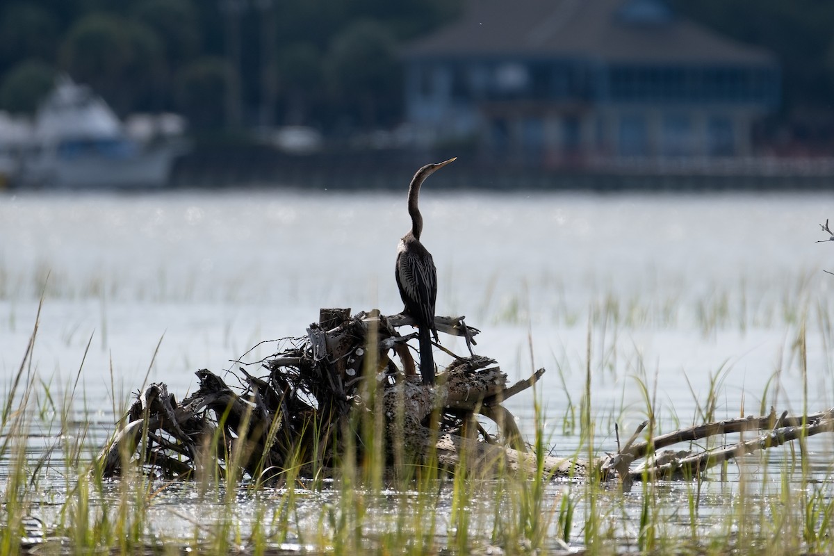 Anhinga - ML641682113