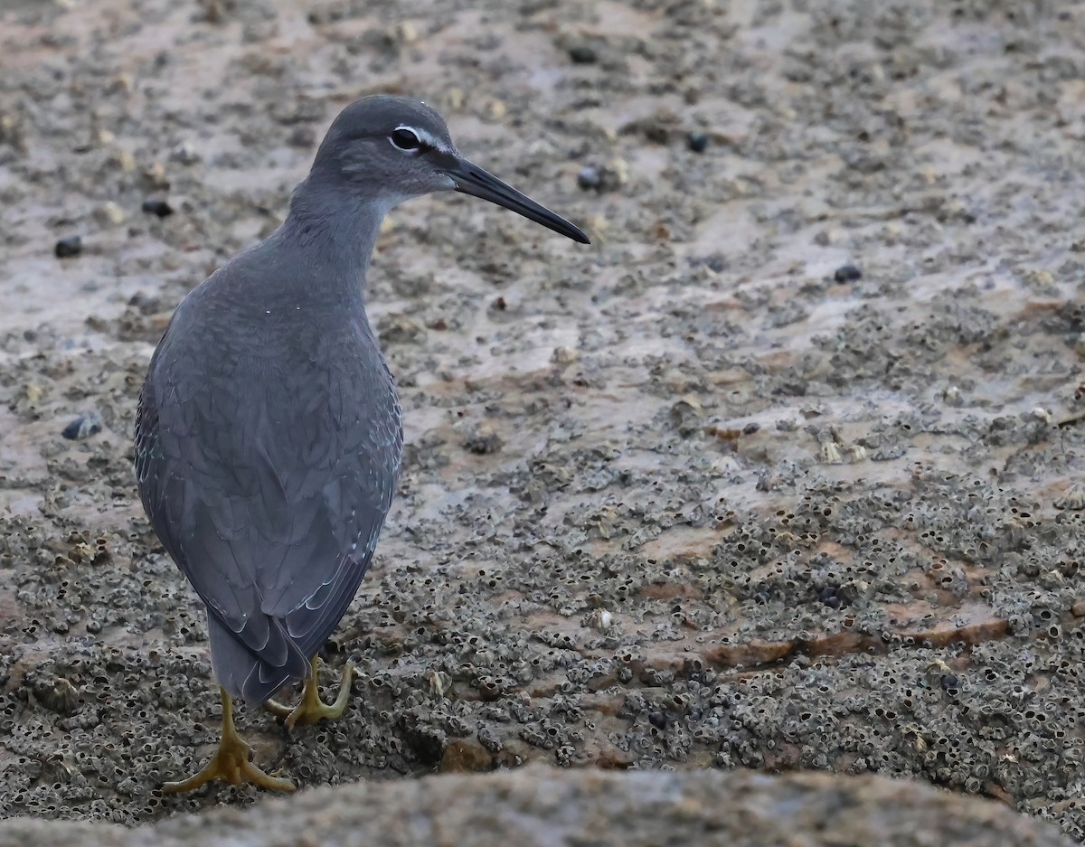 Wandering Tattler - ML641682124