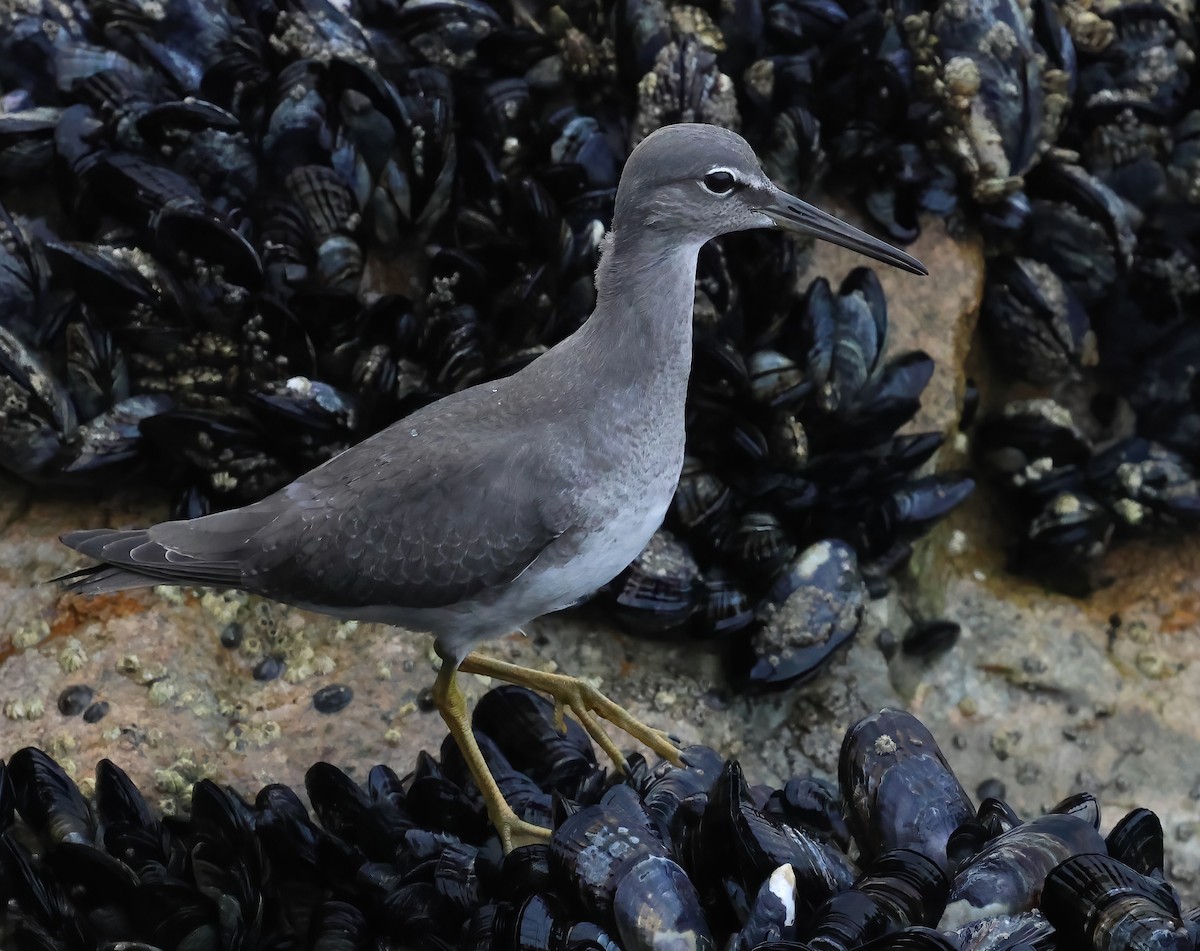 Wandering Tattler - ML641682125