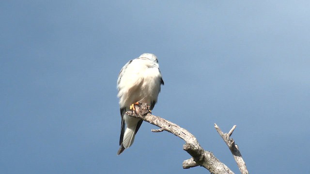 australglente - ML641682206