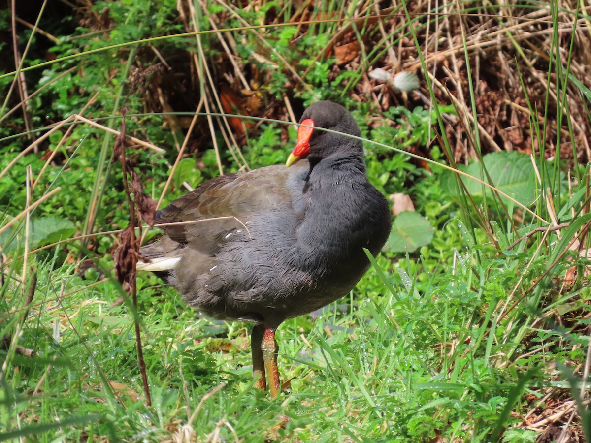 Dusky Moorhen - ML641682215