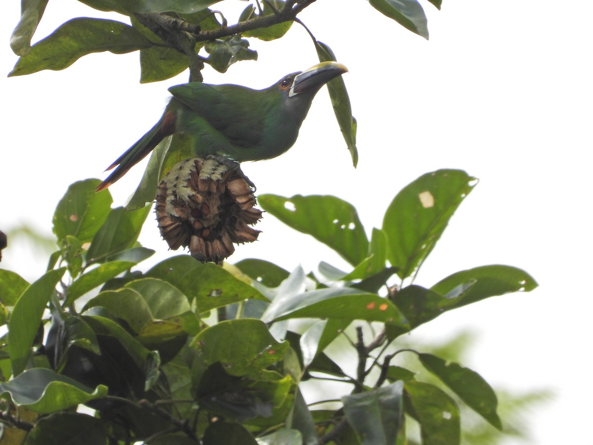 Southern Emerald-Toucanet - ML641682238