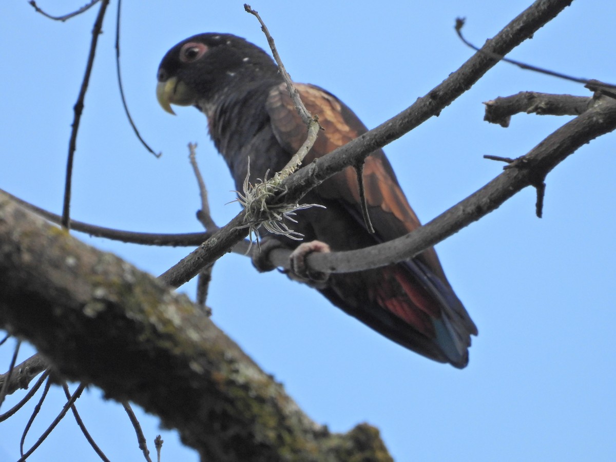 Bronze-winged Parrot - ML641682270
