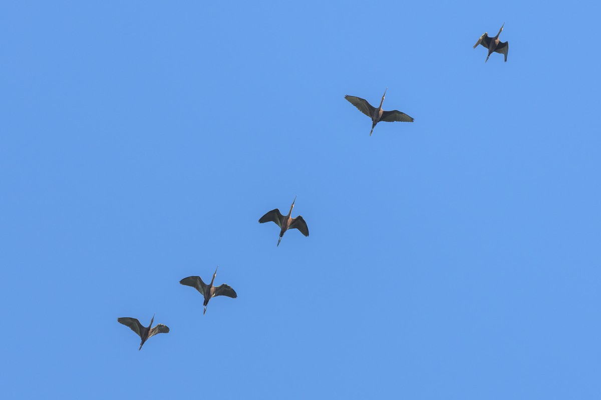 White-faced Ibis - ML641682273