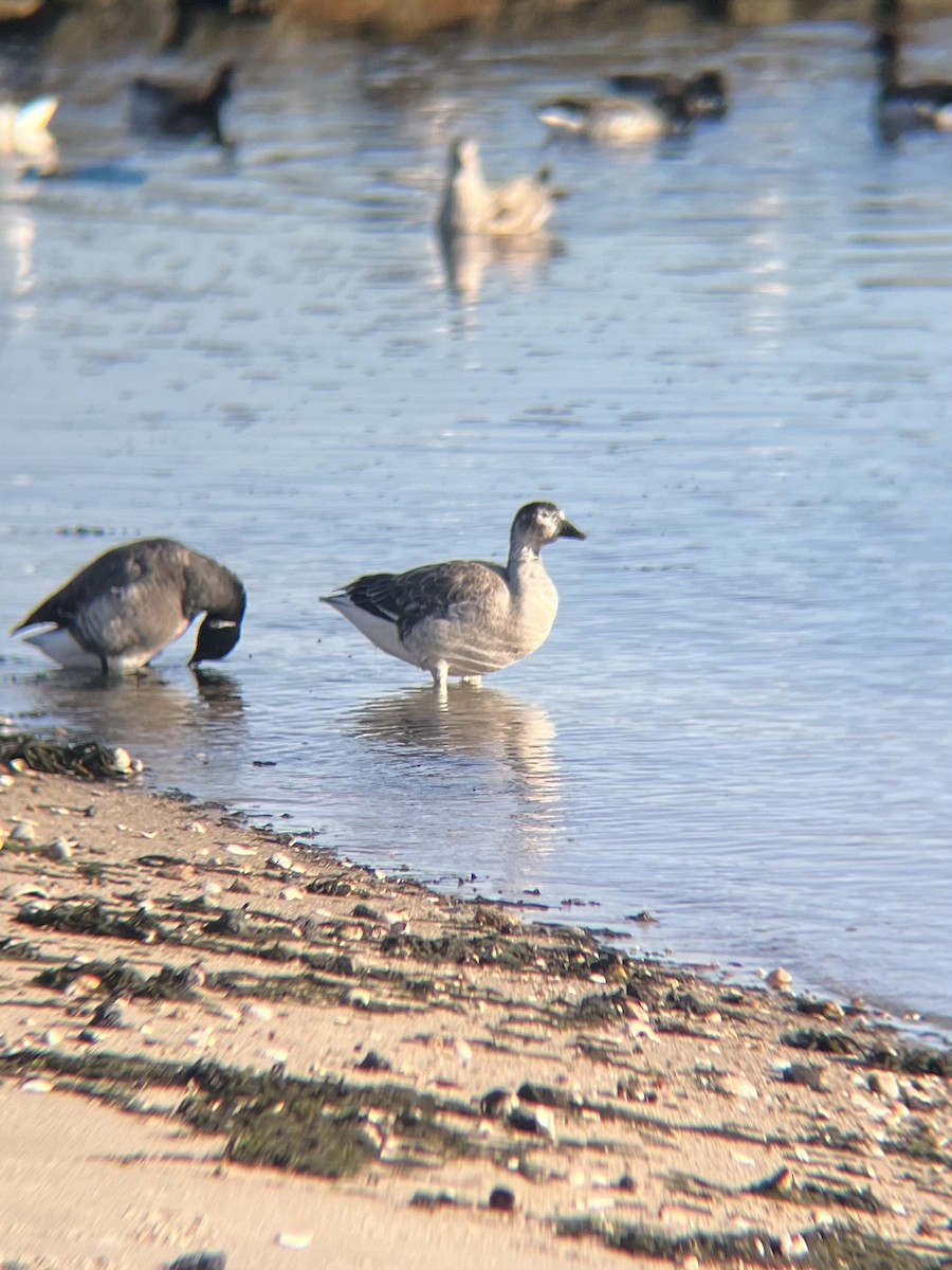 Snow Goose x Brant (hybrid) - ML641682297