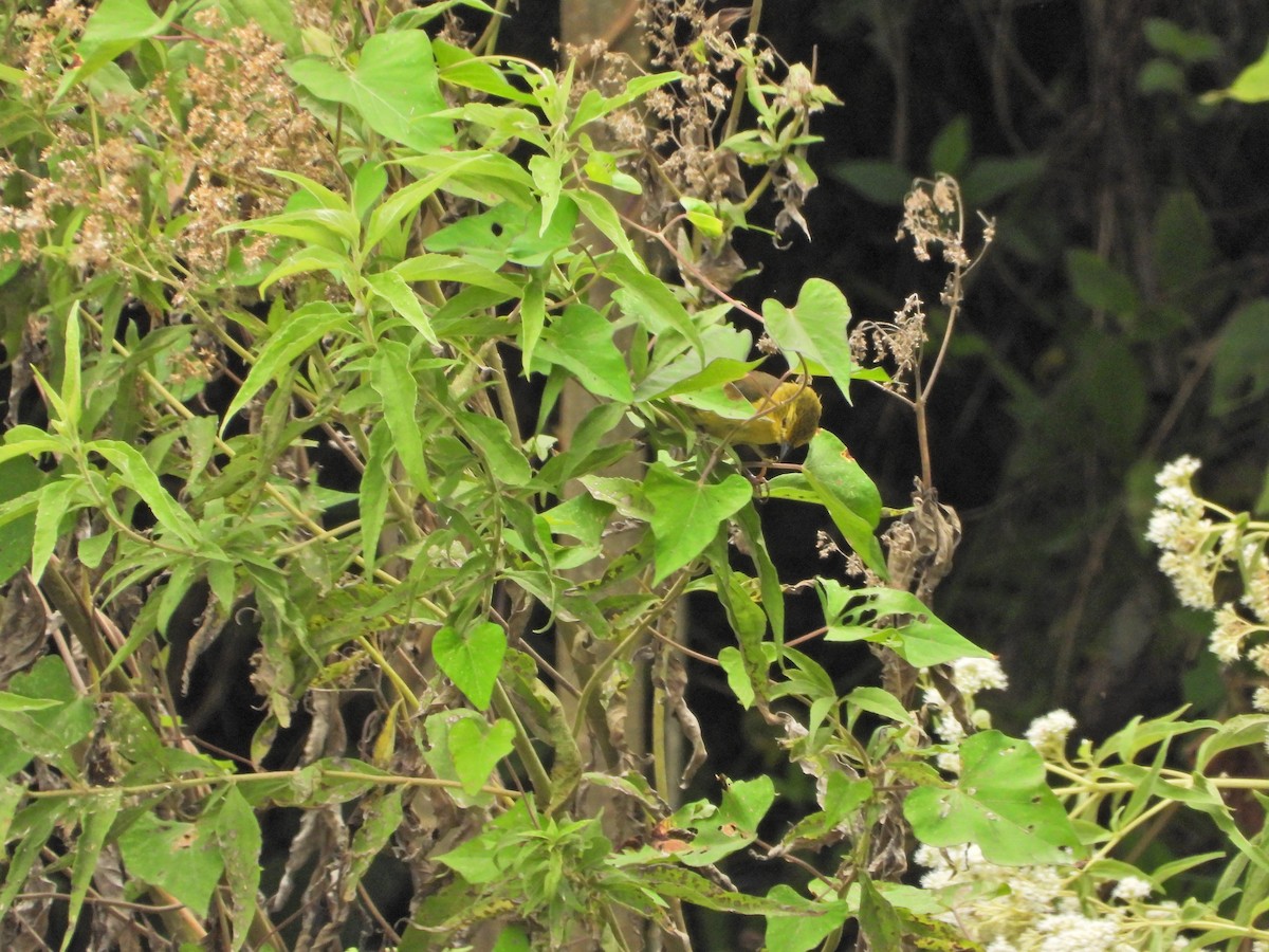 Yellow-headed Brushfinch - ML641682315