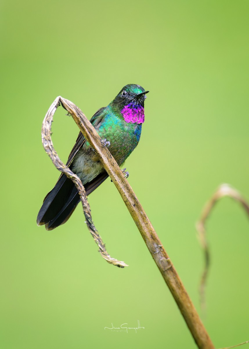 Tourmaline Sunangel - ML641682318