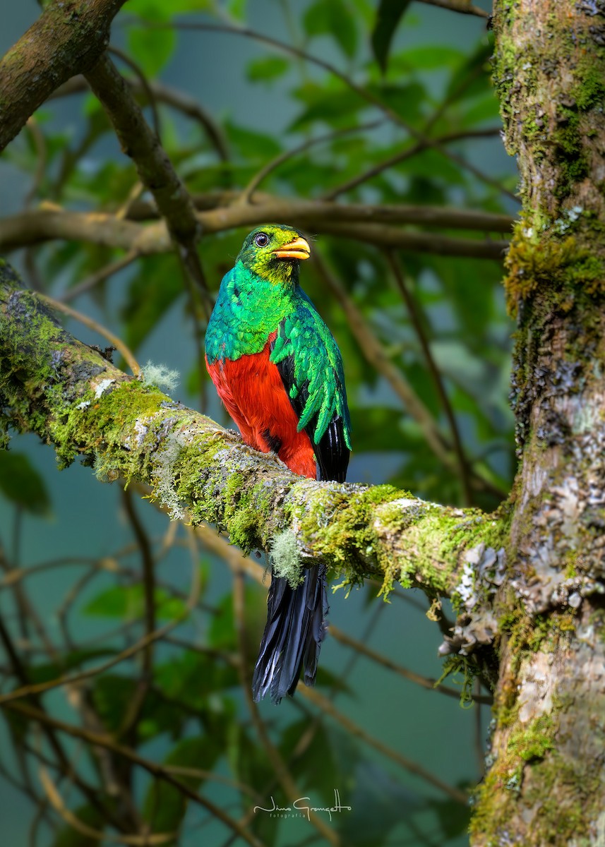 Golden-headed Quetzal - ML641682348