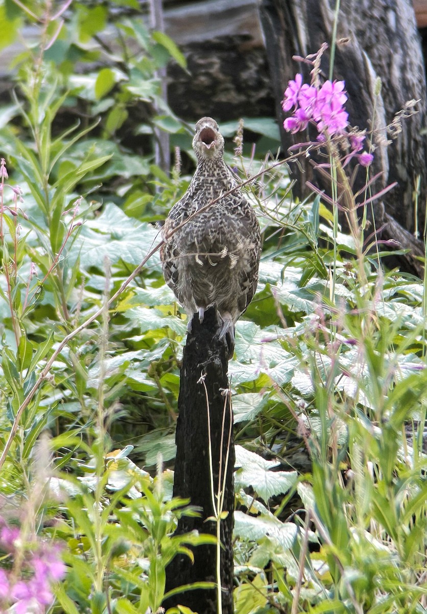 Dusky Grouse - ML641682418