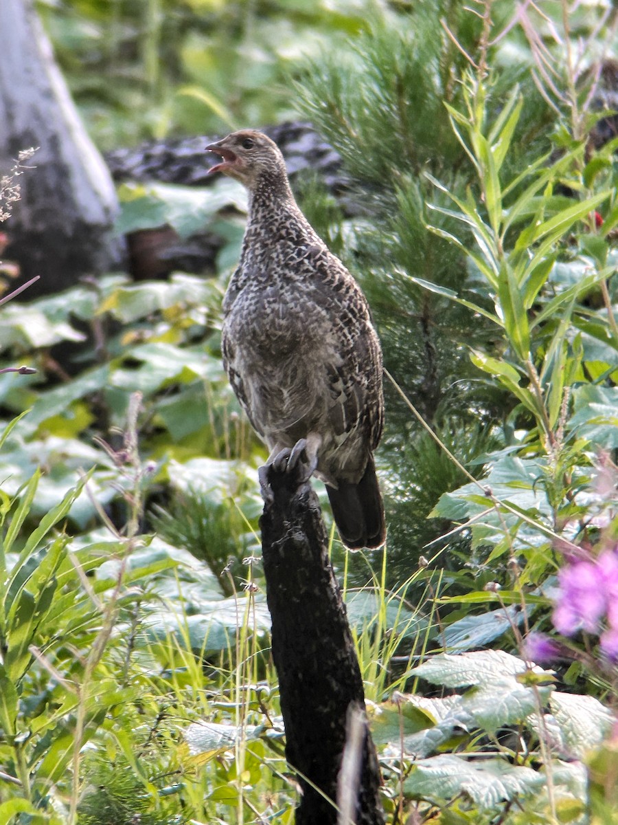 Dusky Grouse - ML641682419