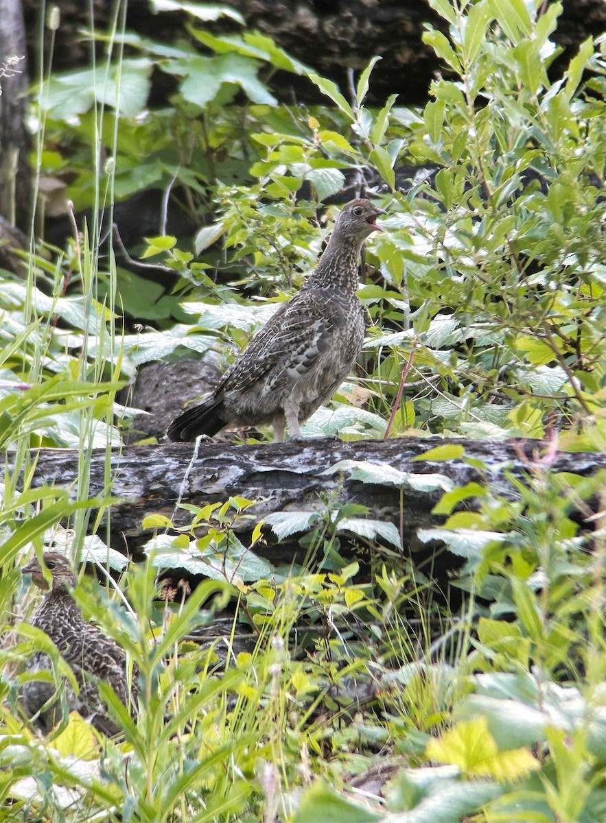 Dusky Grouse - ML641682420