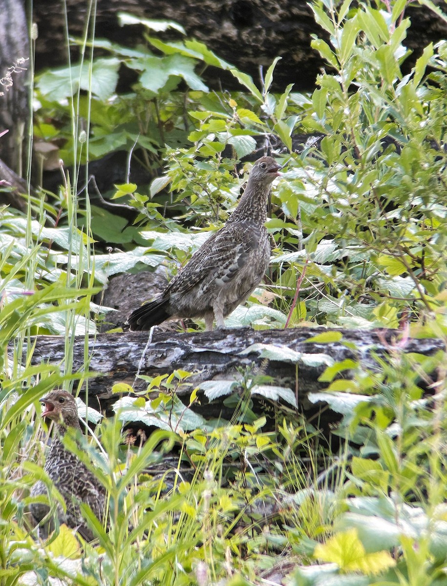 Dusky Grouse - ML641682422