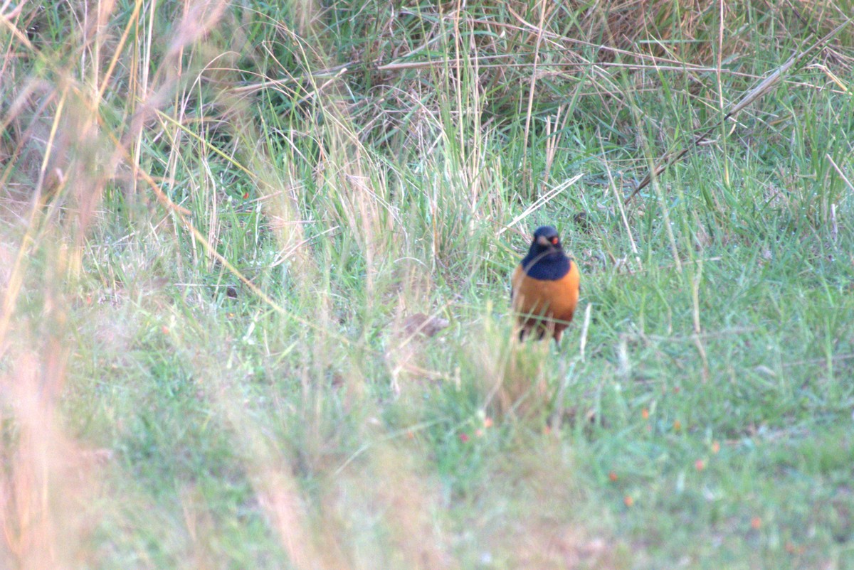 Hildebrandt's Starling - ML641682446