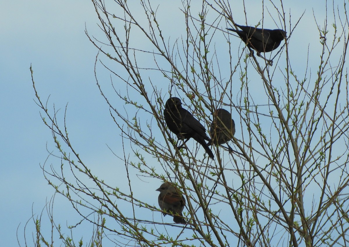 Screaming Cowbird - ML641682457
