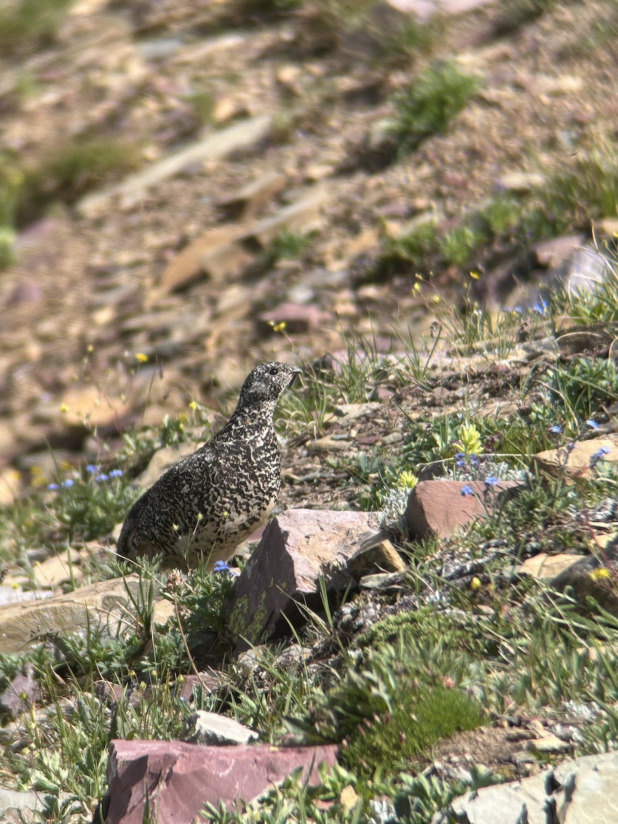 White-tailed Ptarmigan - ML641682475
