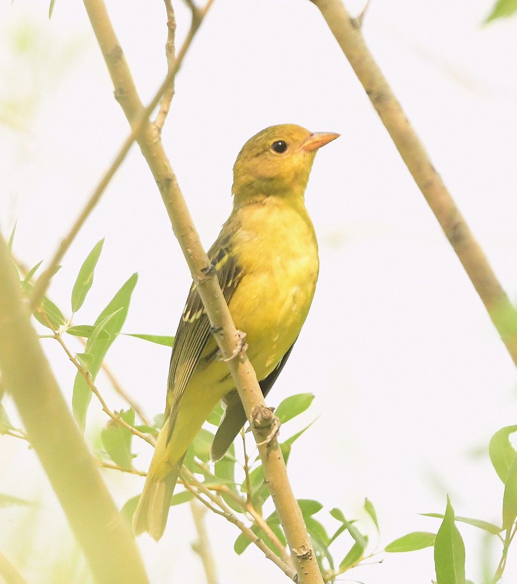 Western Tanager - ML641682482
