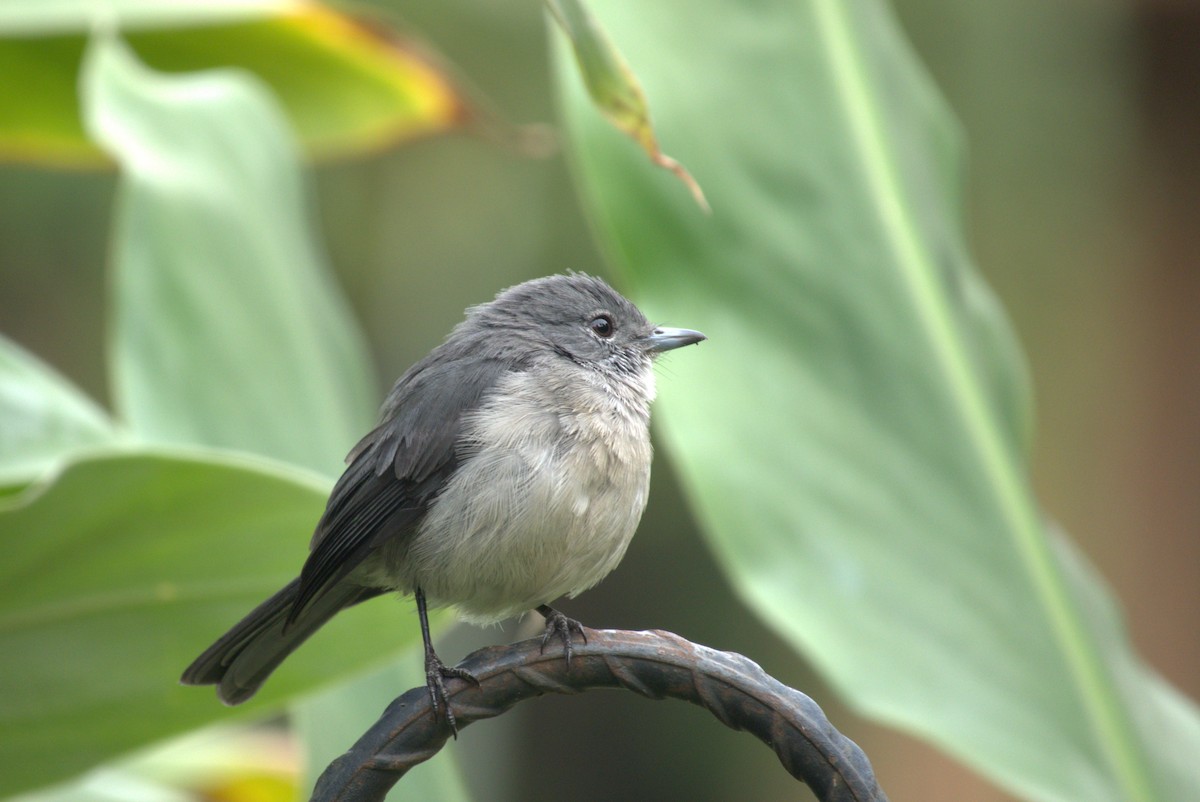 White-eyed Slaty-Flycatcher - ML641682494