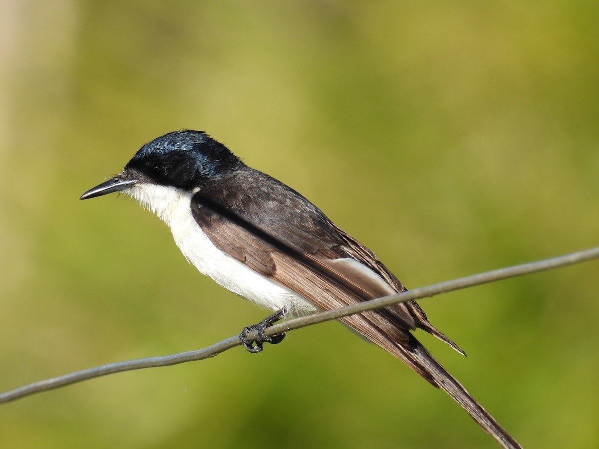 Restless Flycatcher - ML641682500
