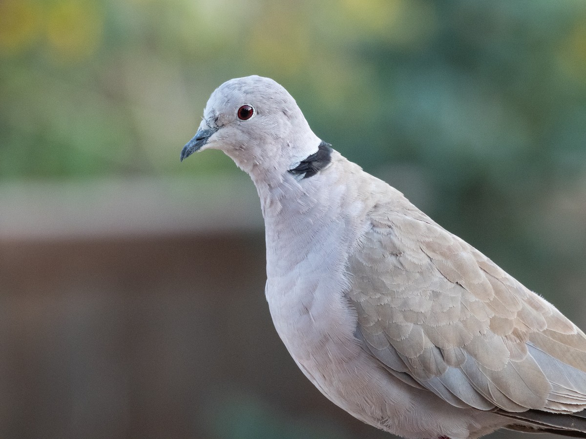 Eurasian Collared-Dove - ML641682515