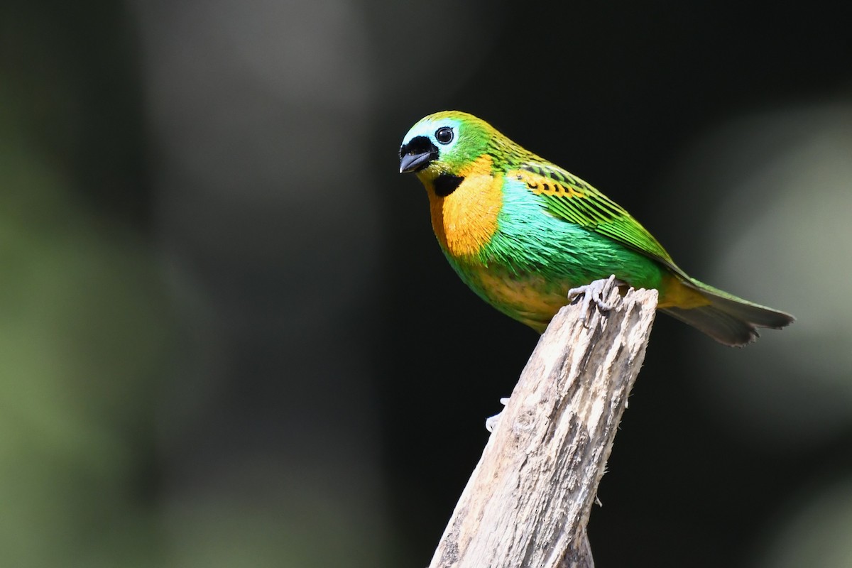Brassy-breasted Tanager - ML641682522