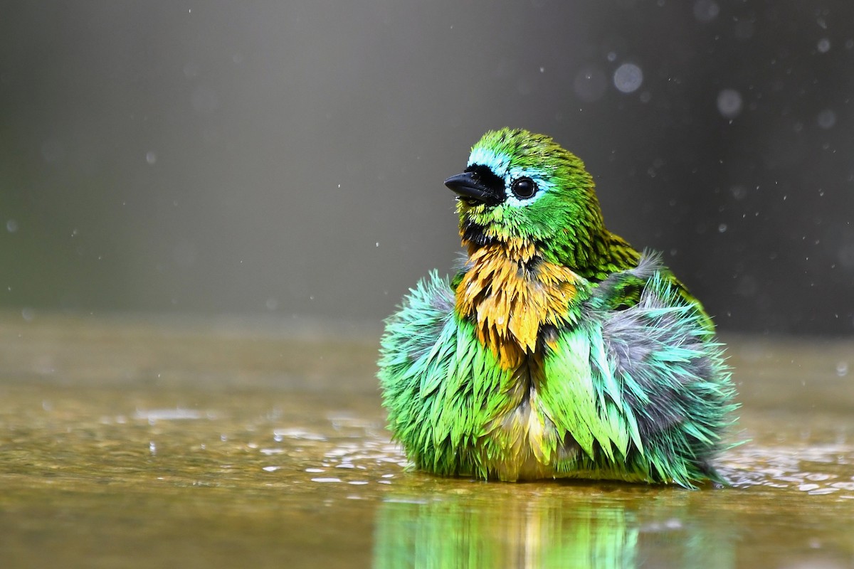 Brassy-breasted Tanager - ML641682523