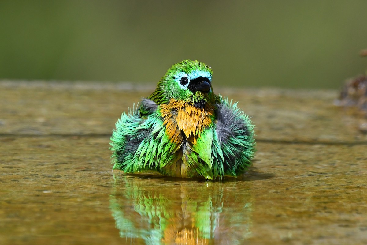Brassy-breasted Tanager - ML641682524