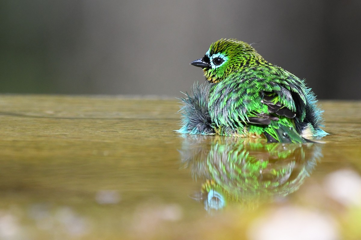 Brassy-breasted Tanager - ML641682526