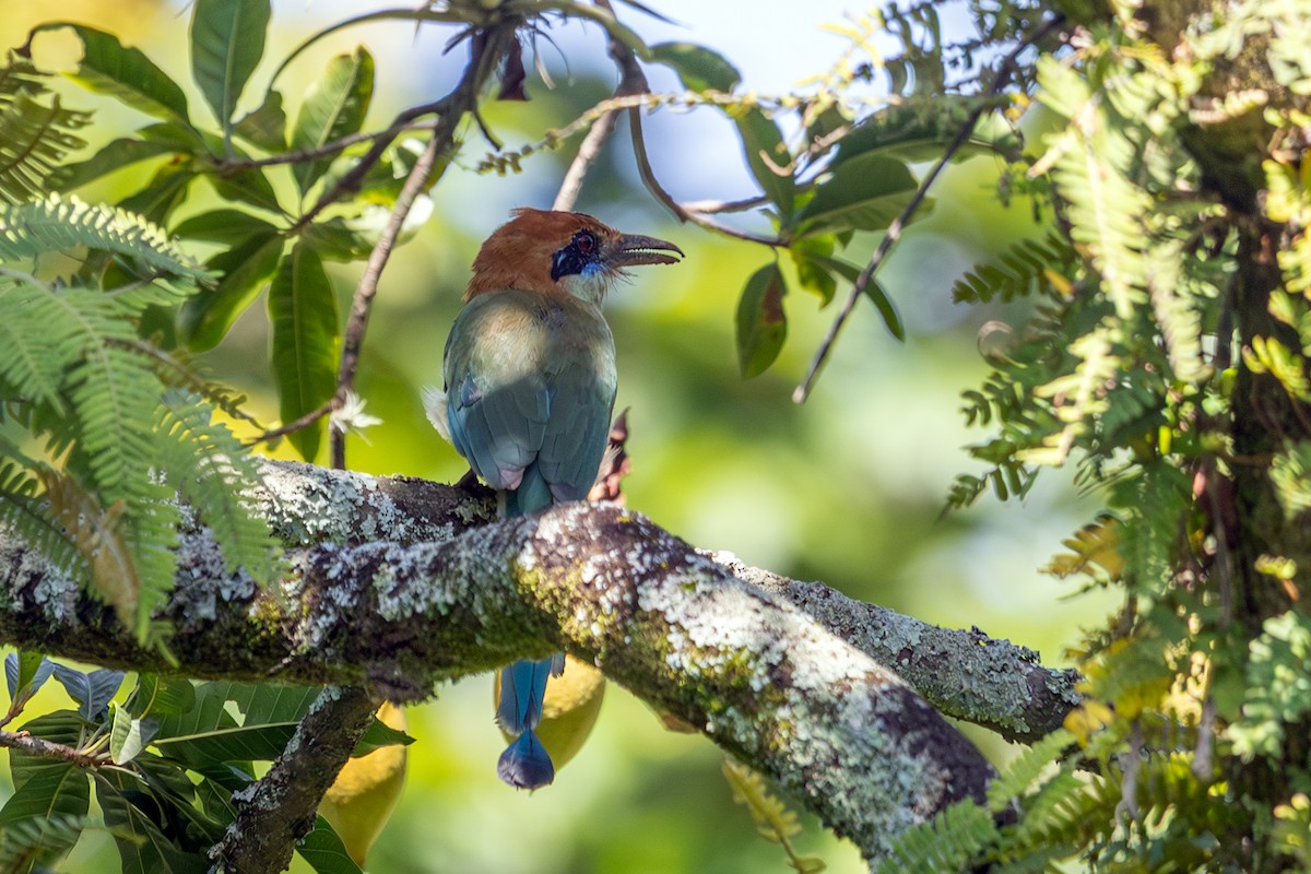 Russet-crowned Motmot - ML641682535