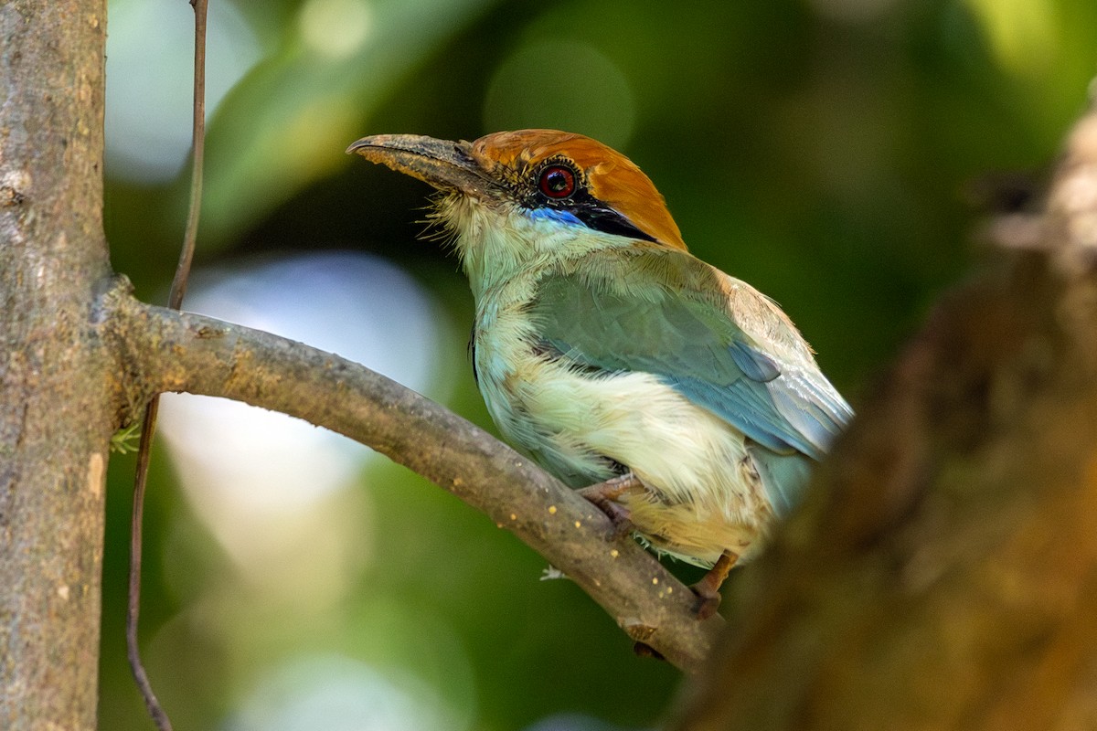 Russet-crowned Motmot - ML641682536
