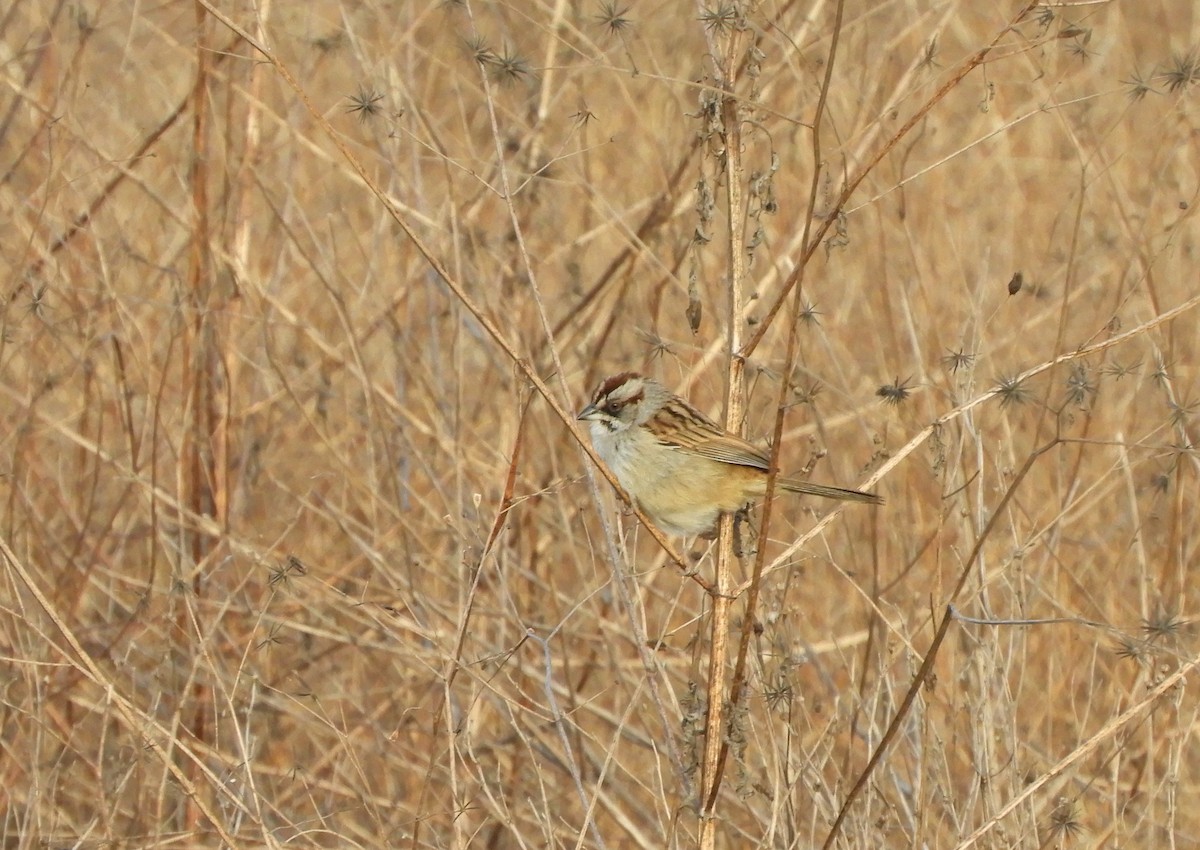 Yungas Sparrow - ML641682547