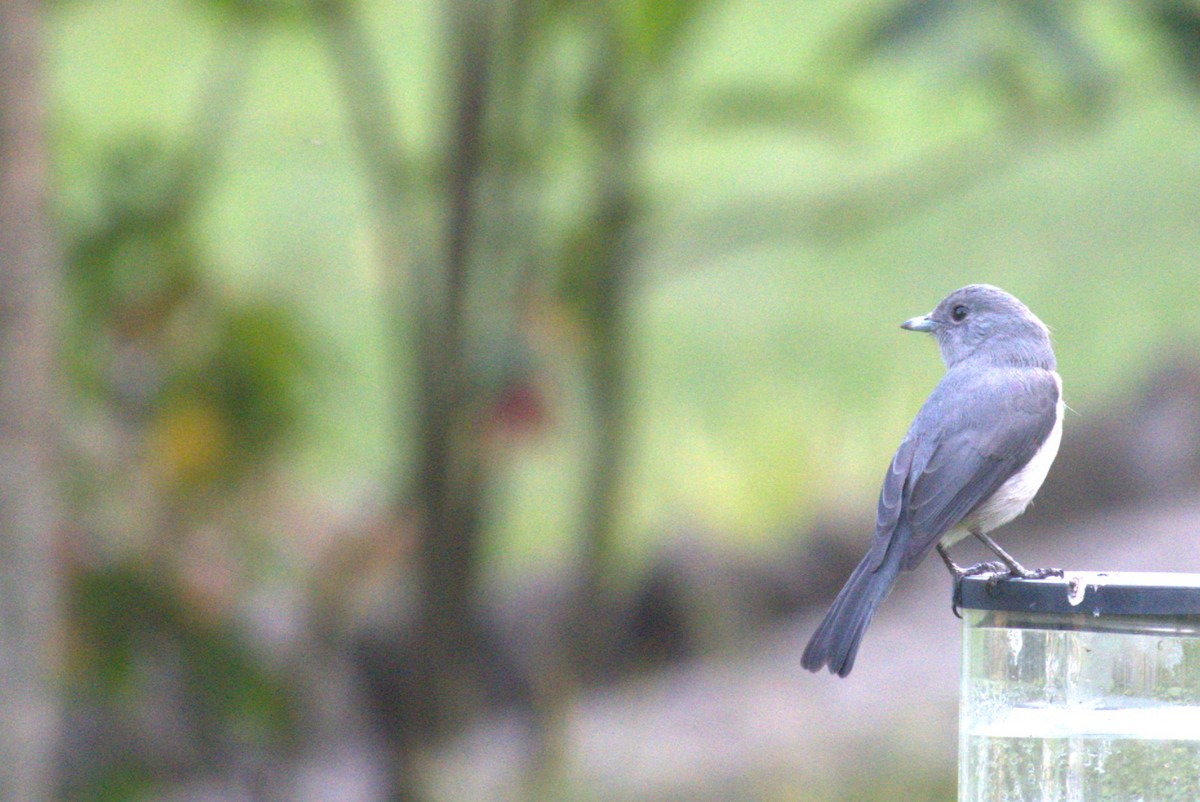 White-eyed Slaty-Flycatcher - ML641682585
