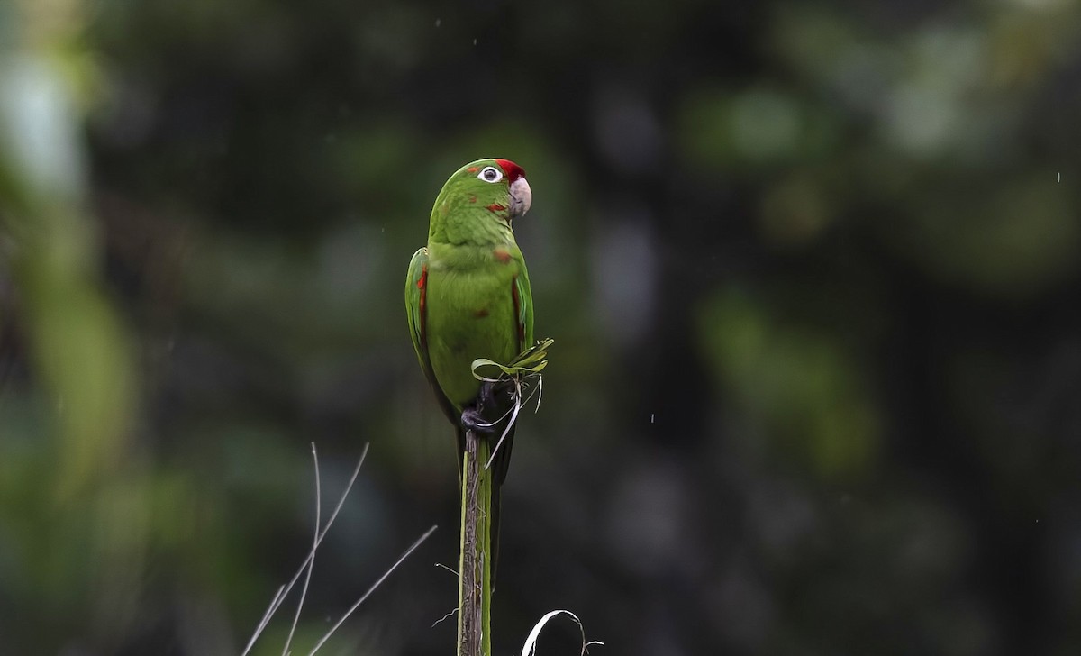 Crimson-fronted Parakeet - ML641682594