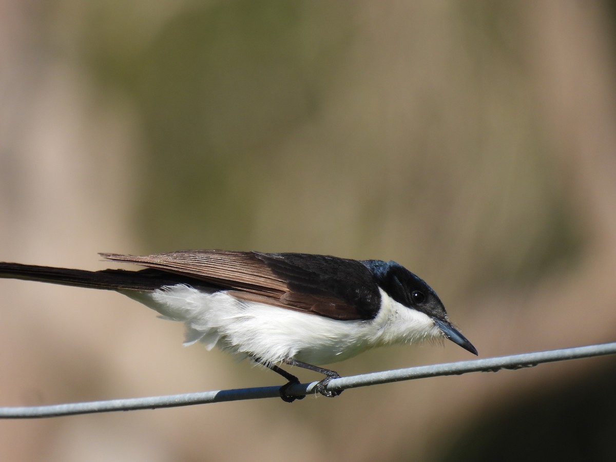 Restless Flycatcher - ML641682606
