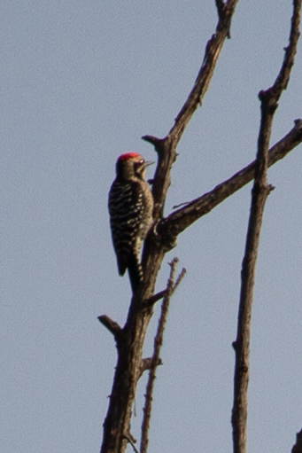 Ladder-backed Woodpecker - ML641682661