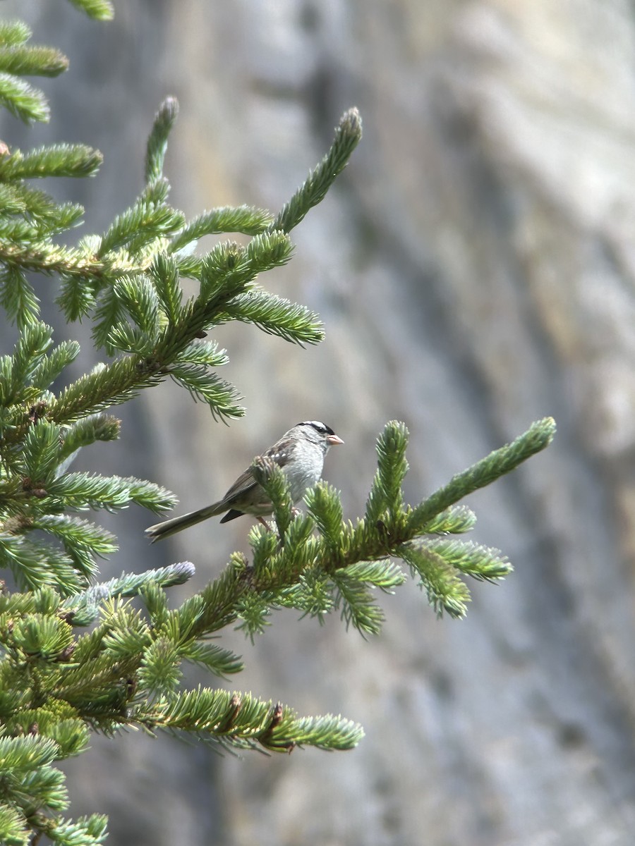 White-crowned Sparrow - ML641682694