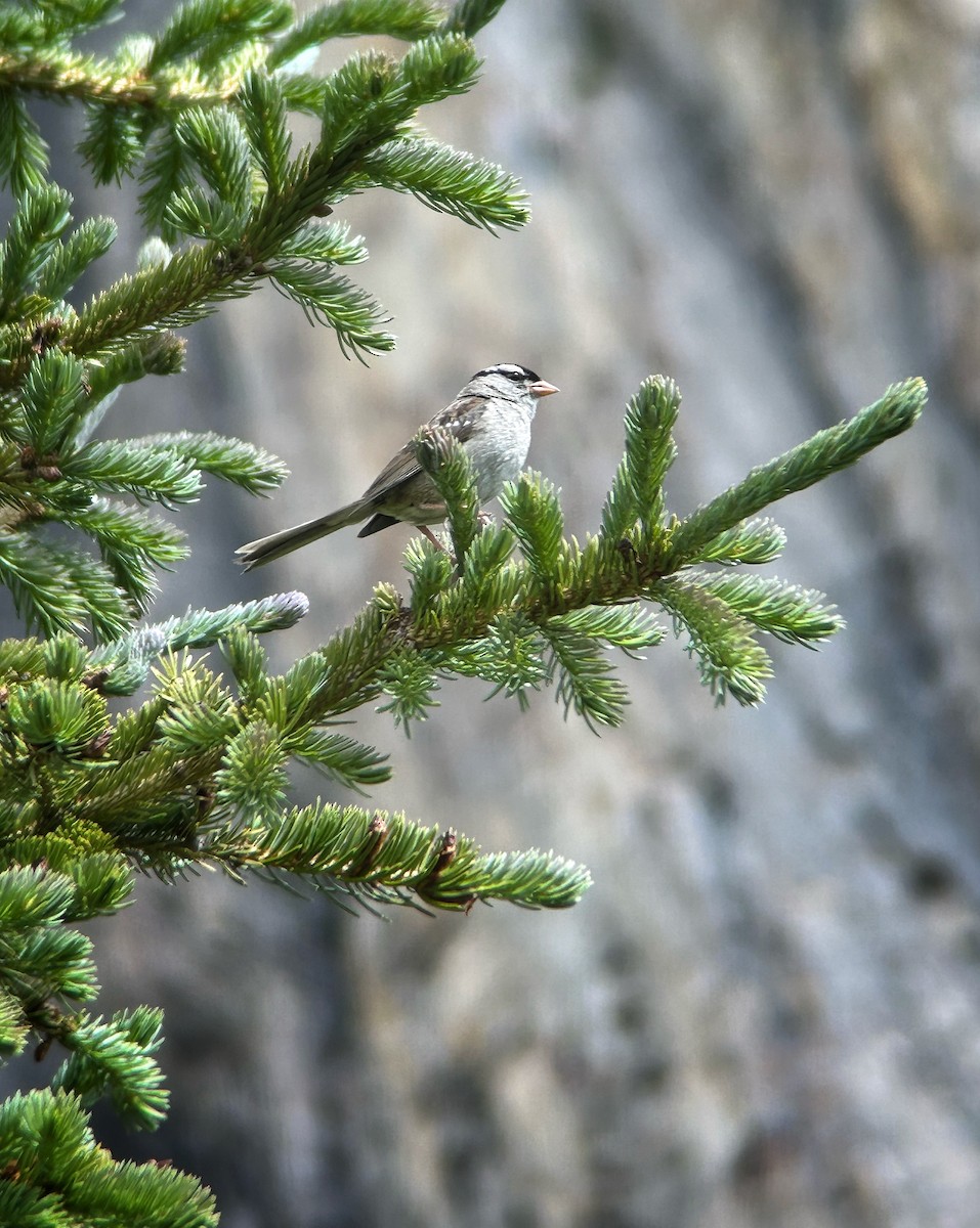 White-crowned Sparrow - ML641682696