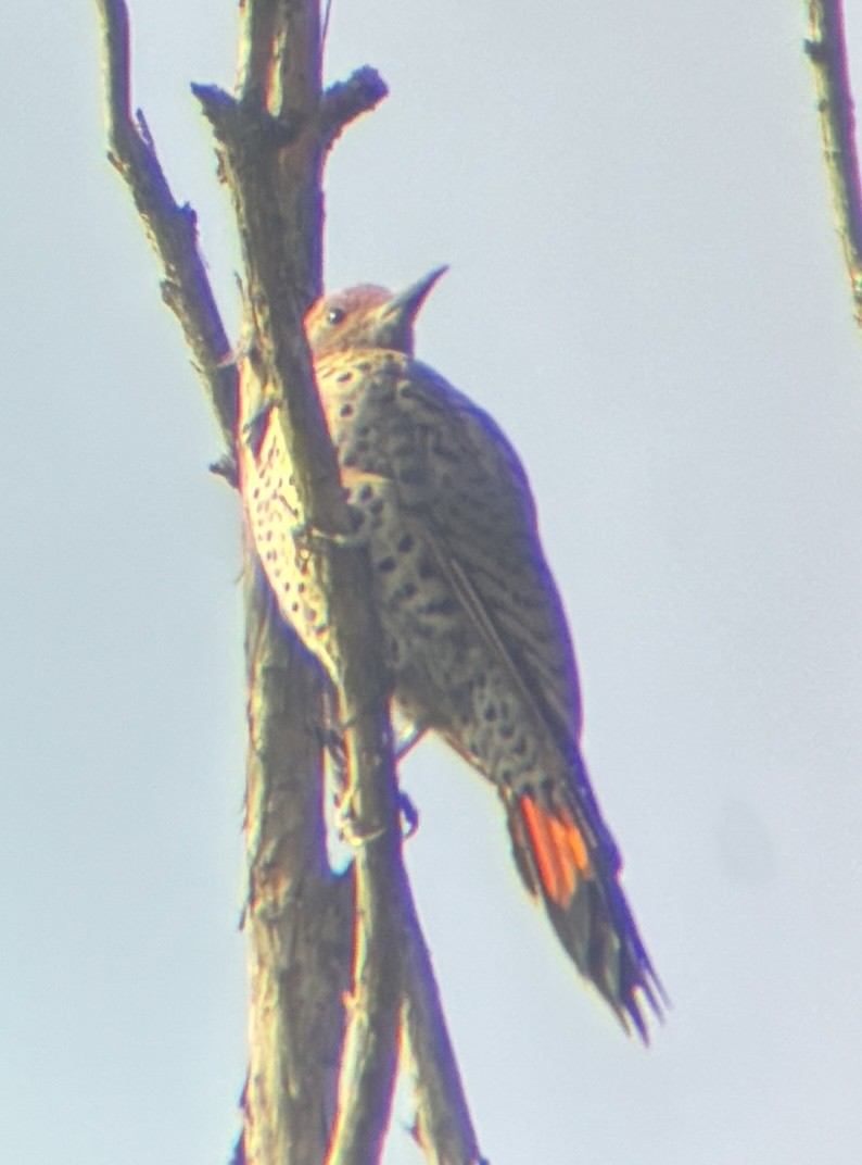 Northern Flicker (Red-shafted) - ML641682713
