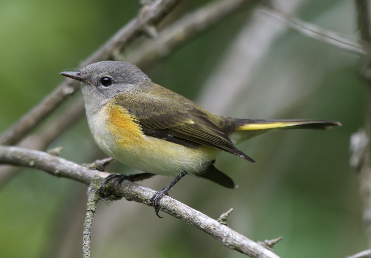 American Redstart - ML641682721