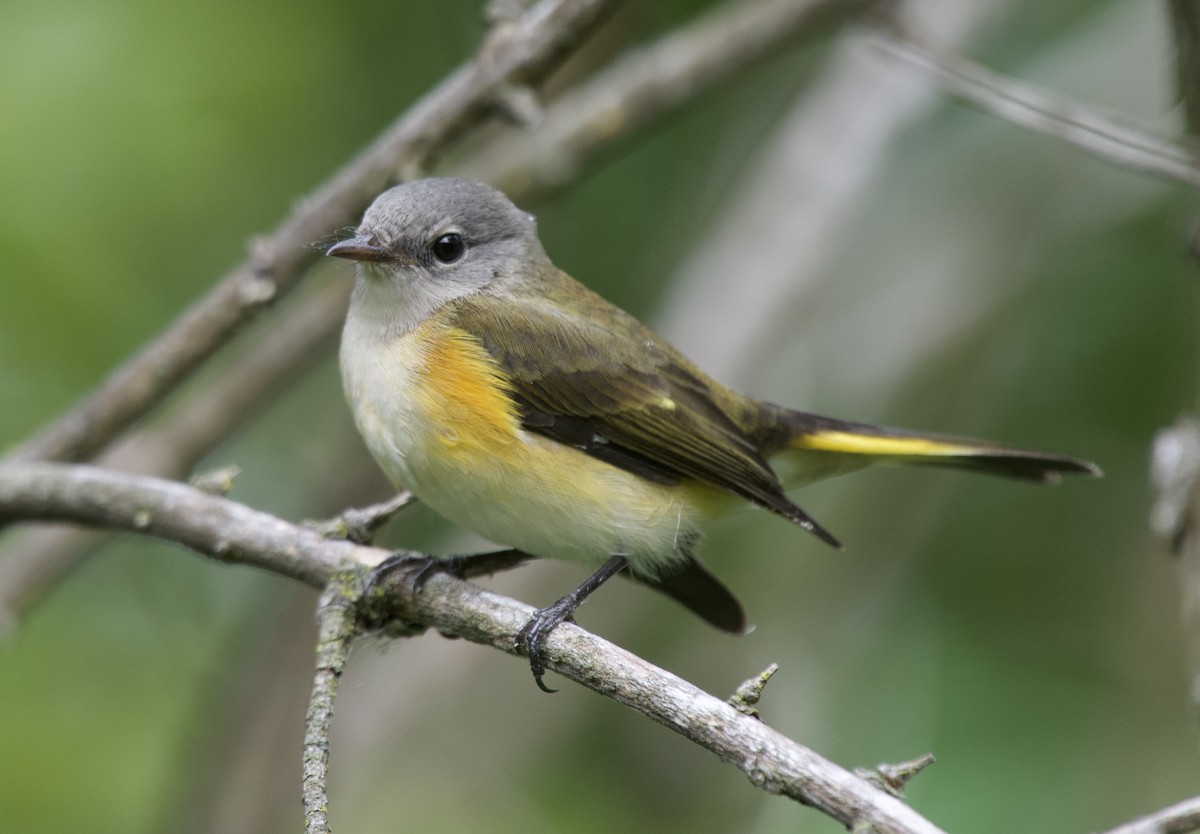 American Redstart - ML641682722