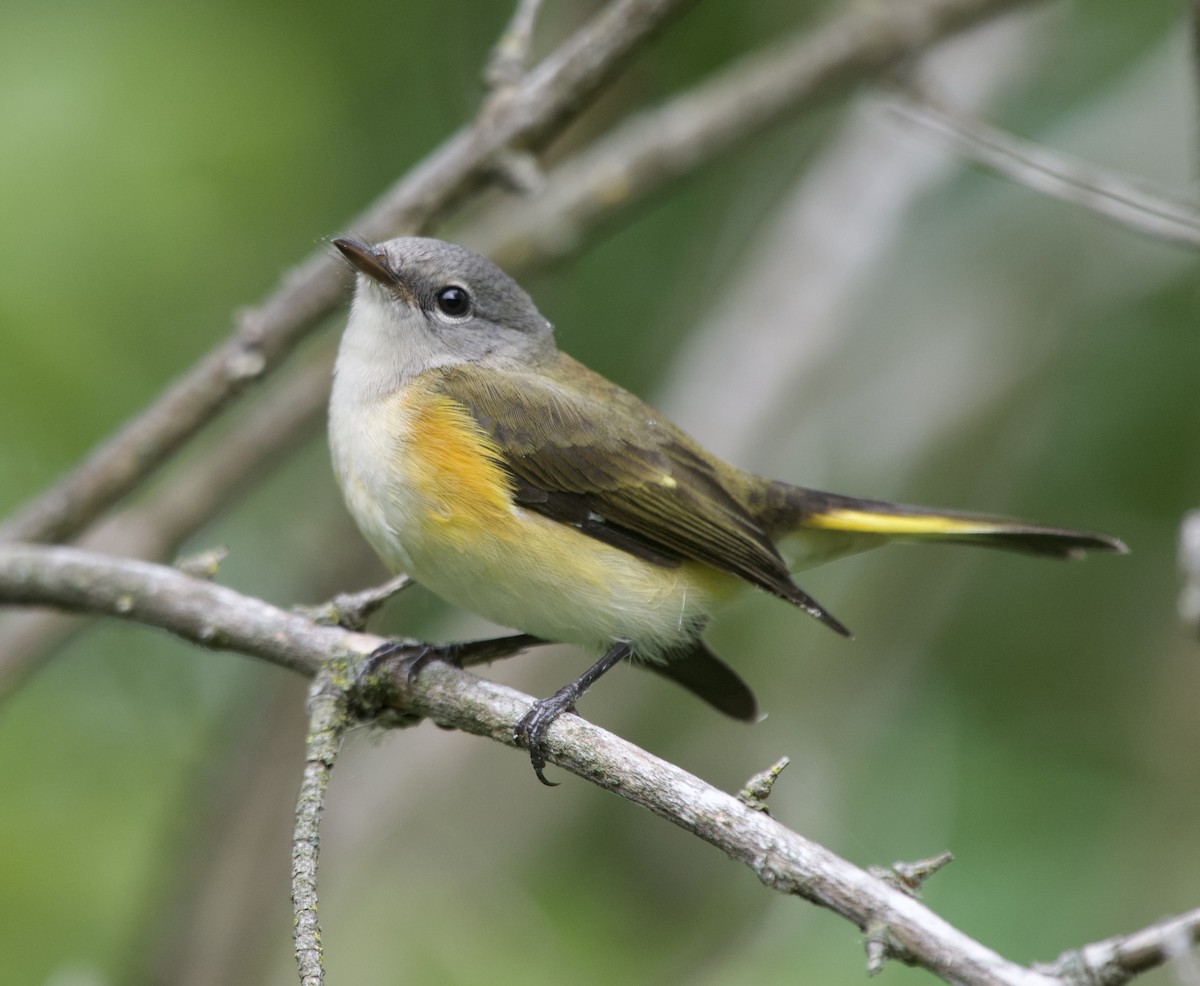 American Redstart - ML641682723