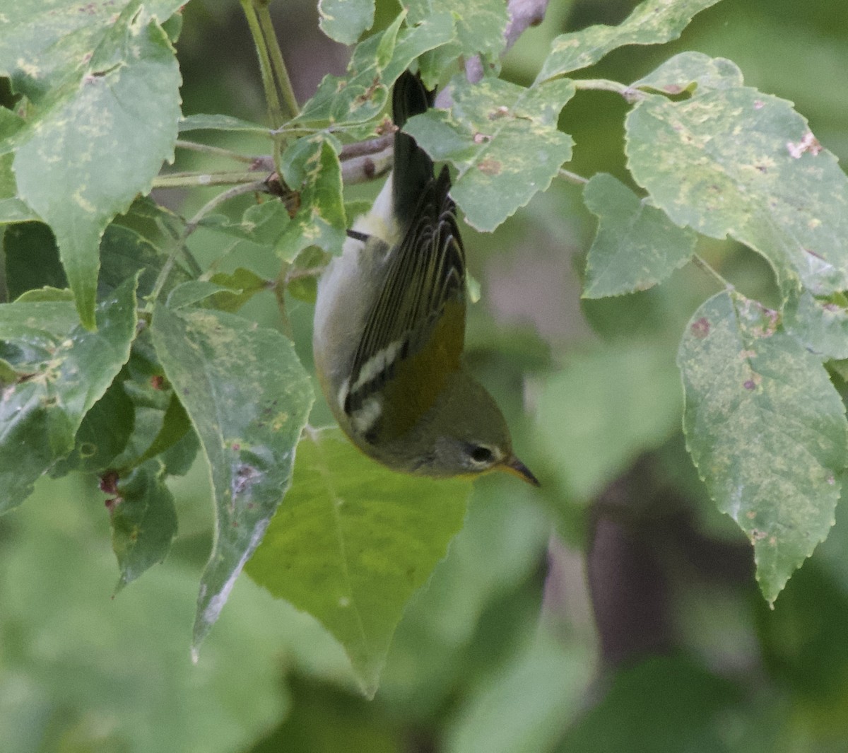 Northern Parula - ML641682727