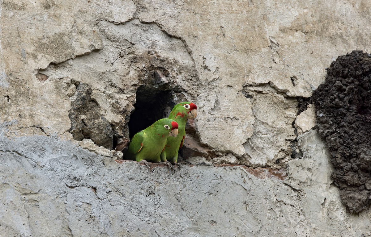 Crimson-fronted Parakeet - ML641682732