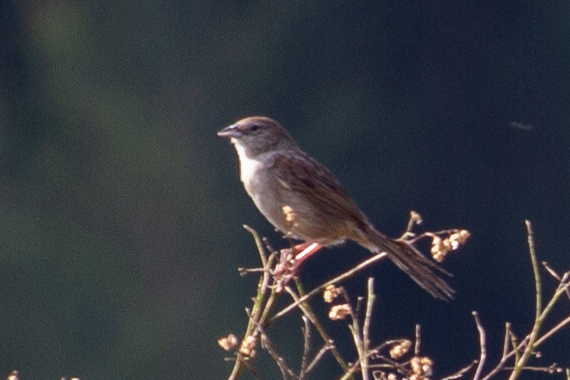 Botteri's Sparrow - ML641682760