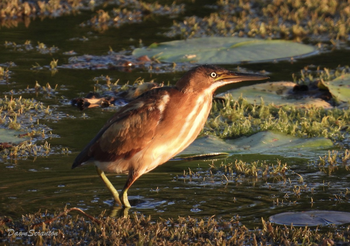 Least Bittern - ML641682800