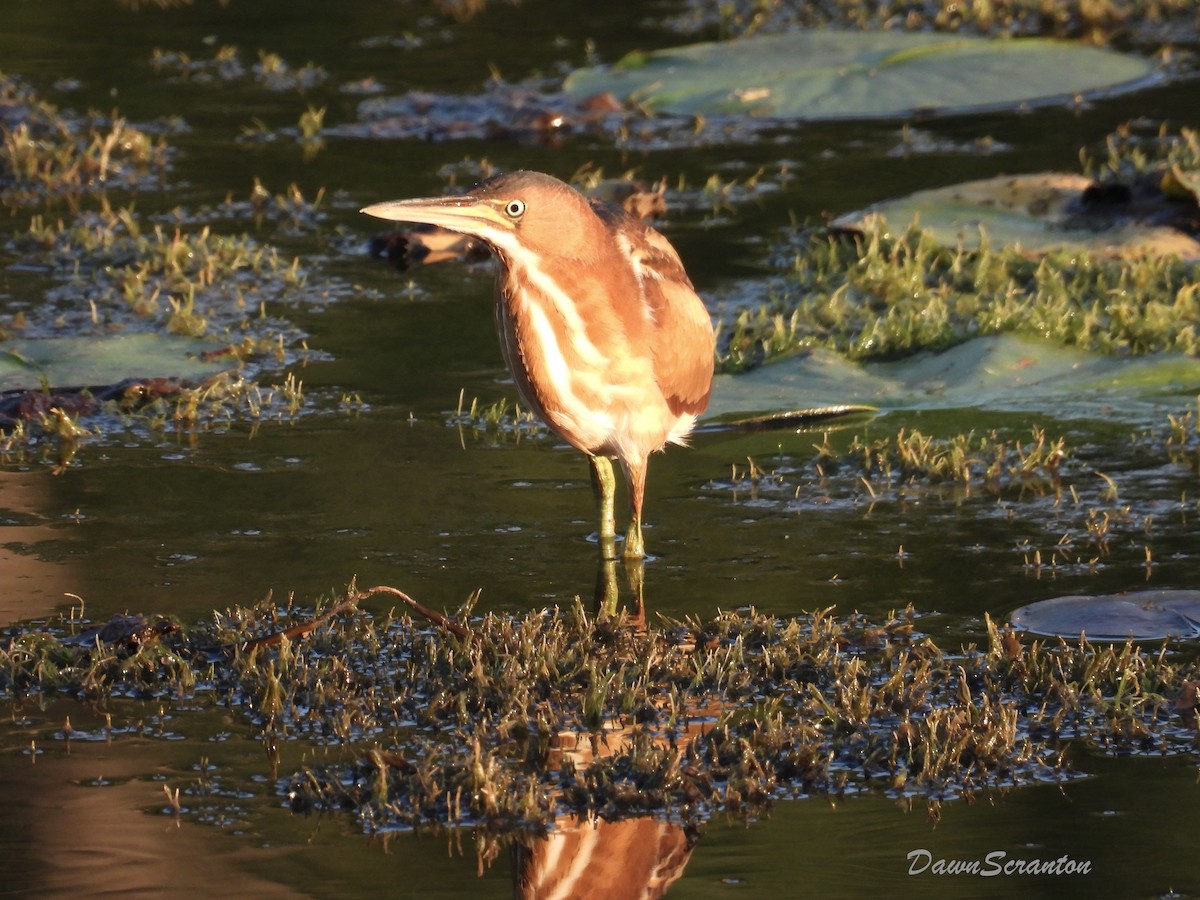 Least Bittern - ML641682806