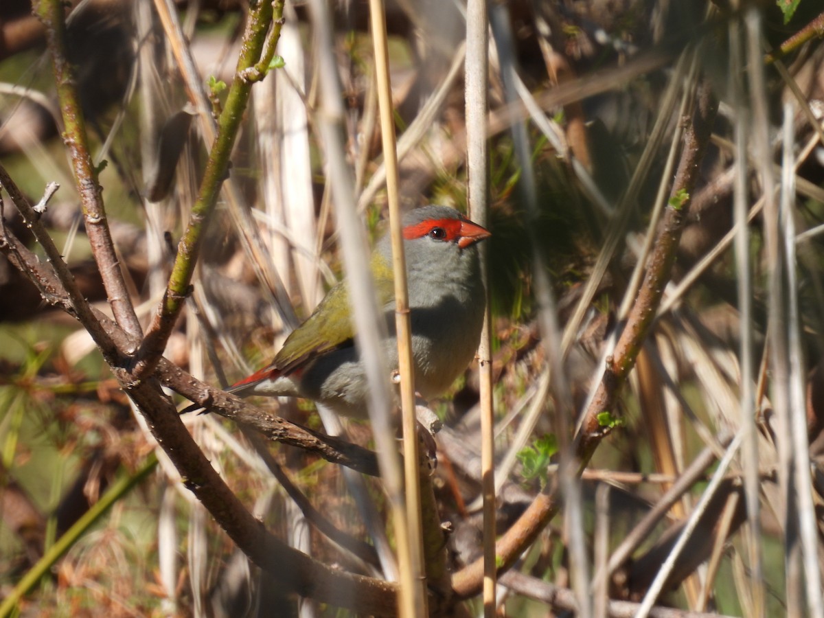 Red-browed Firetail - ML641682836